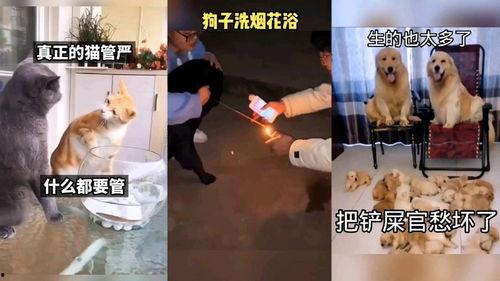 恶搞爆料配音视频,笑料百出,揭秘幕后花絮 第1张 恶搞爆料配音视频,笑料百出,揭秘幕后花絮 第1张