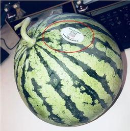 在哪里吃网红瓜最多呢,探寻全国最热门的“吃瓜”圣地 第2张 在哪里吃网红瓜最多呢,探寻全国最热门的“吃瓜”圣地 第2张