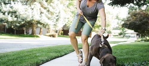 娱乐吃瓜酱遛狗小说,狗界风云录  第3张