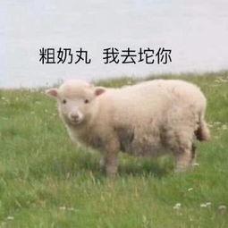网红爆料小羊是真的吗视频,小羊身份之谜，真相究竟如何？  第2张