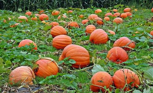 娱乐吃瓜基地的作品