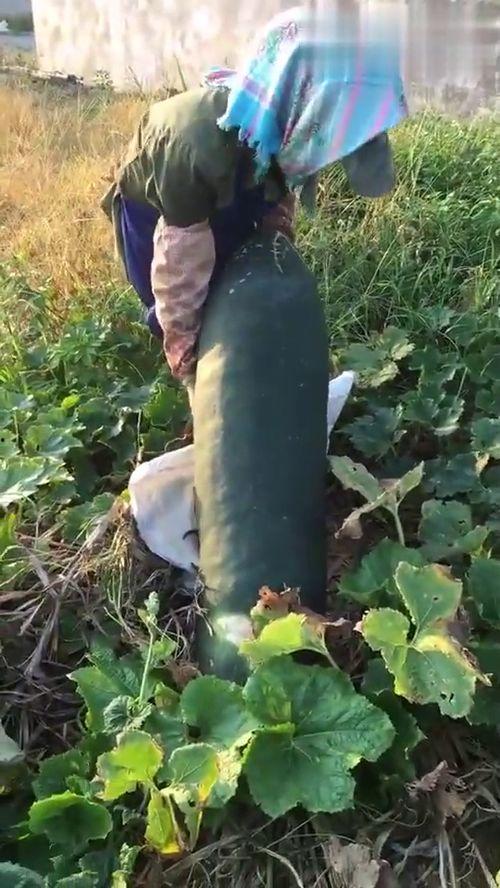 吃烂瓜视频大全免费观看,吃烂瓜视频大全,笑料横生,欢乐无限 第2张 吃烂瓜视频大全免费观看,吃烂瓜视频大全,笑料横生,欢乐无限 第2张