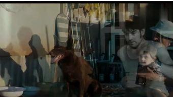 流浪狗电影在线观看,温情守护，逆境重生