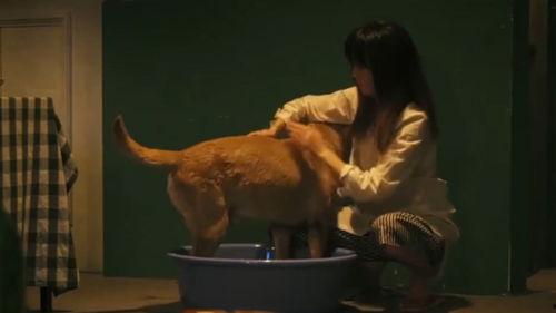 流浪狗电影在线观看,温情守护,逆境重生 第3张 流浪狗电影在线观看,温情守护,逆境重生 第3张