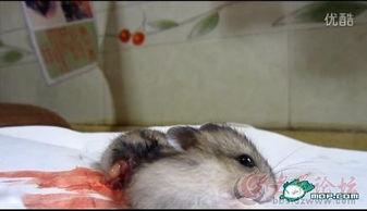 最新老鼠爆料视频下载大全,下载大全汇总  第1张